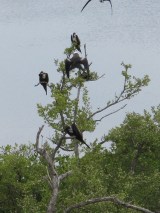 Cormorans in Contoy Cormorans in Contoy
