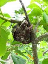 Hermit Crab in mangrove Hermit Crab in mangrove