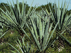 Henequen photo: mediomundo