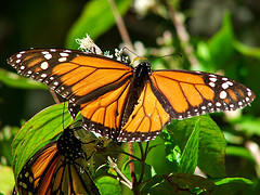 Monarch Butterfly (photo: A Castane)