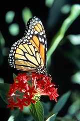 Monarch Butterfly