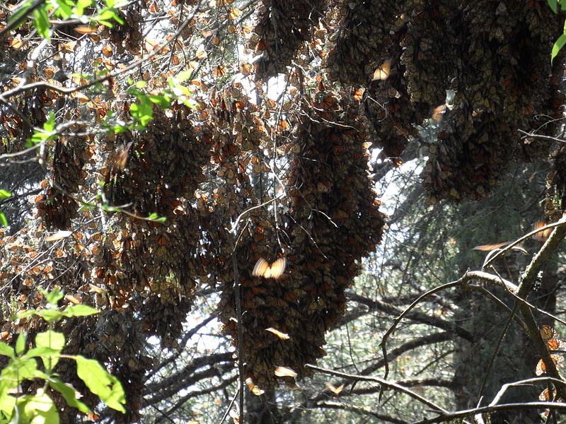 Monarch Butterfly overwintering